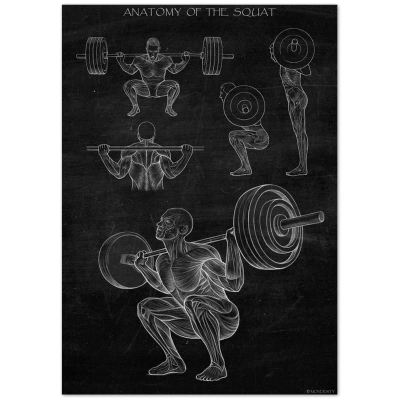 Squat Anatomie Wandbild